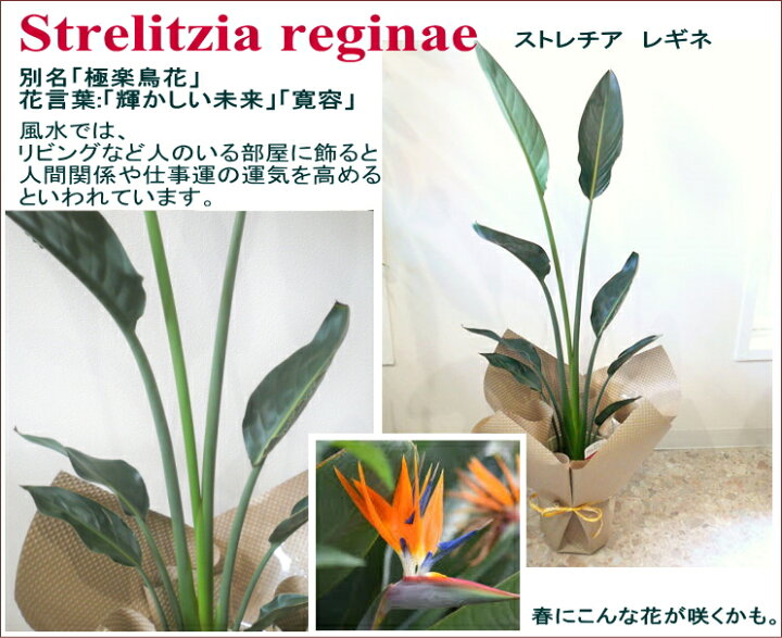 楽天市場 観葉植物 ストレチア レギネ 6号 開店祝い 新築祝い 誕生日 花言葉 輝かしい未来 寛容 フラワーギフト ブルーマート