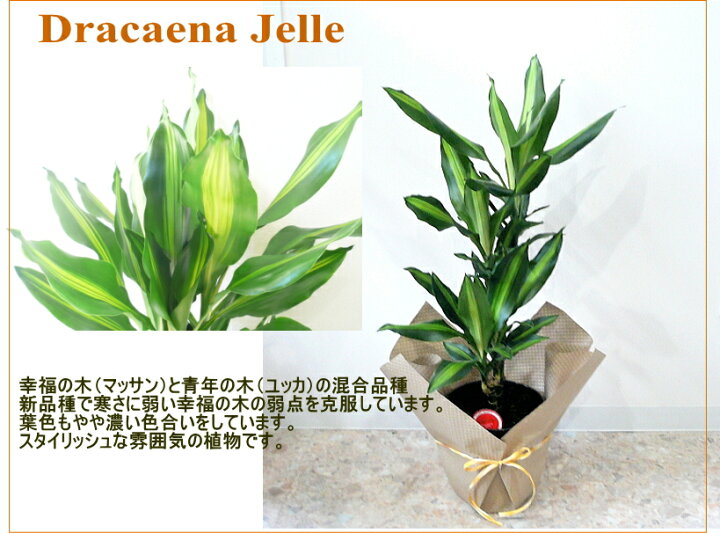 楽天市場 幸福の木 観葉植物 ドラセナ マッサンゲアナ 幸福の木 7号鉢 大型 幸せの木 開店祝い インテリア 開業祝い 人気 誕生日 新生活 引越し祝い オフィス あす楽対応 フラワーギフト ブルーマート 楽天市場 幸福の木 観葉植物 ドラセナ マッサンゲアナ 幸福の木 7号鉢 大型 幸せの木 開店祝い インテリア 開業祝い 人気 誕生日 新生活 引越し祝い オフィス あす楽対応 フラワーギフト ブルーマート