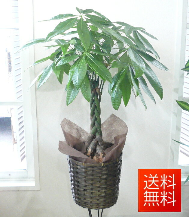 楽天市場 パキラ 7号 鉢カバー 受皿付 観葉植物 パキラ アクアティカ 発財樹 開店祝い インテリア 開業祝い 人気 誕生日 新生活 引越し祝い オフィス あす楽対応 花言葉 快活 勝利 フラワーギフト ブルーマート