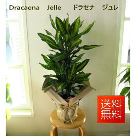 楽天市場 魔除け 植物の通販