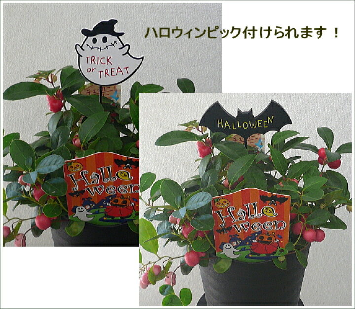 楽天市場 季節の鉢花 チェッカーベリー 受け皿付き 花器は黒のプラスチック製です バレンタインデー フラワーギフト ブルーマート