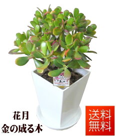 楽天市場 観葉植物 サイズ 植木鉢 4 6号 花 観葉植物 花 ガーデン Diy の通販