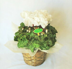 ̃VN 5 oXPbgt@yΉ@yΕzyԁzyVNz