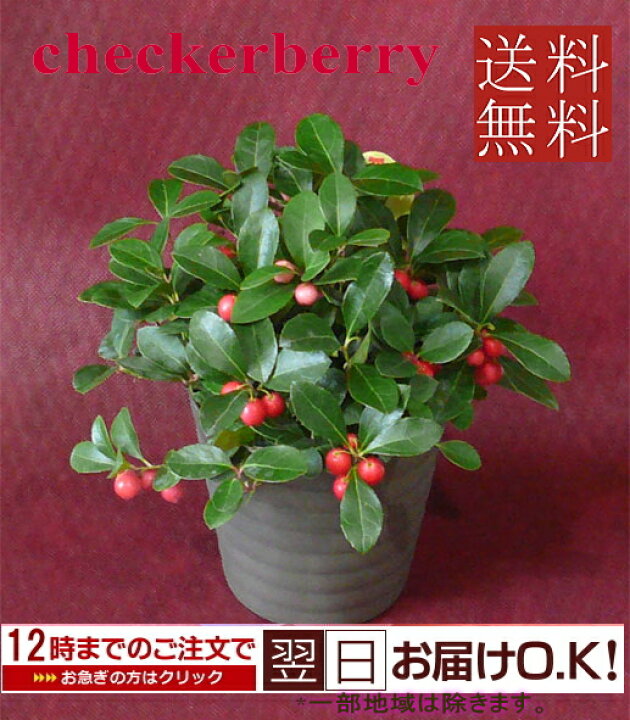 楽天市場 季節の鉢花 チェッカーベリー 受け皿付き 花器は黒のプラスチック製です バレンタインデー フラワーギフト ブルーマート