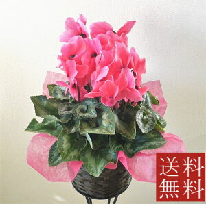 yVNz5JSt Ԑԁ@sNyzyazyjԁzyo^Cf[z