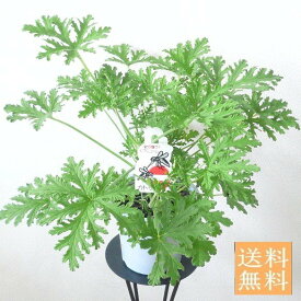 楽天市場 ハーブゼラニウムの通販