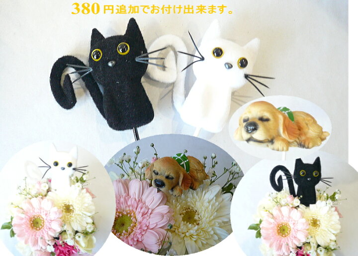 楽天市場】お供えの花/プチガトー 白&ブルー クール便でお届け【お悔みの花】【送料無料】小さいお子様やペットのお悔みに 優しく可愛くお供えのお花を作ります。 : フラワーギフト ブルーマート 楽天市場】お供えの花/プチガトー 白&ブルー クール便でお届け【お悔みの花】【送料無料】小さいお子様やペットのお悔みに 優しく可愛くお供えのお花を作ります。 : フラワーギフト ブルーマート