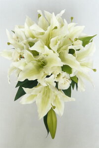 yu[Pz EGfBOu[P/uC_u[P Z~LXP[hu[P@u[gjAtysmtb-tkz