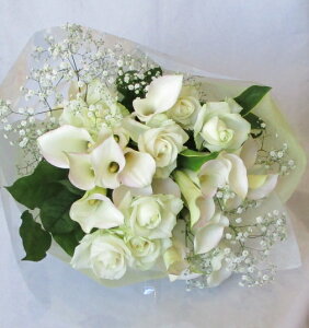 J[ƃỏԑyaAjALOAjȂǁz