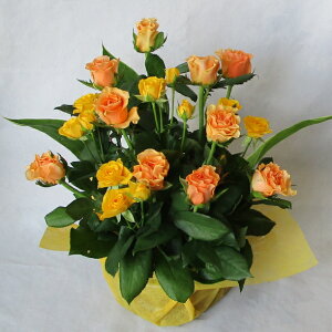 ỏԑEu[PEAWg/r^~J[[YAWgyaԁzyNX}XMtgԁzyLO ԁz