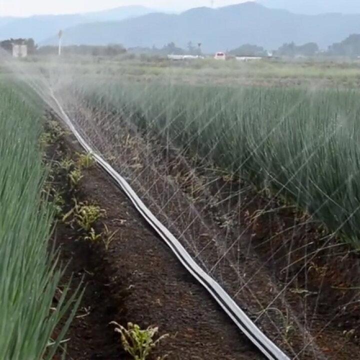 楽天市場 住化農業資材 灌水チューブ 露地向け スミレイン40hd Wb3661 100m 1巻 100mまで均一潅水 潅水 灌水 散水 チューブ ホース 農業資材 ニンジン ダイコン ゴボウ サツマイモ ジャガイモ ホウレンソウ コマツナ 白ネギ ボクらの農業ec楽天市場店