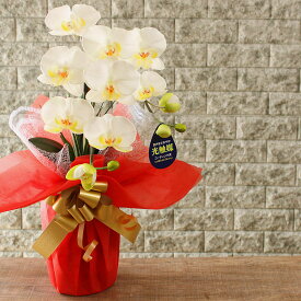 楽天市場 古希 鉢植えの通販