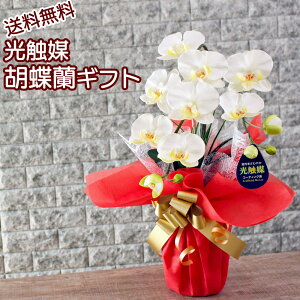 古希 胡蝶蘭の人気商品 通販 価格比較 価格 Com
