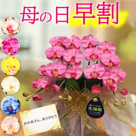 母の日 早割 胡蝶蘭 造花 光触媒 開店祝い ミニ サロン ギフト プレゼント ミディ 色 白 赤 青 ブルー ピンク ワイン 黄 紫 ワイン 父の日 お供え 2本 開院 喜寿 誕生日 結婚 カード 送料無料 花 敬老の日