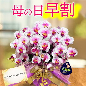 【今だけ★ポイント3倍】 母の日 鉢植え 珍しい 早割 プレゼント ギフト 花 古希 紫 喜寿 誕生日 光触媒 バー 1周年 お祝い クラブ Bar 開店 胡蝶蘭 造花 キラキラ ラメ ミニ 居酒屋 カウンター ホワイト ワイン ミディ 3本 開業 レストラン スナック お買い物マラソン