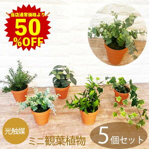 yX[p[SALE zz5Zbg G}tFCN O[ ϗtA ~j  [J XJX [Y}[ tBbgjA ACr[ CeA  AW G} ͂Ȃ lH 