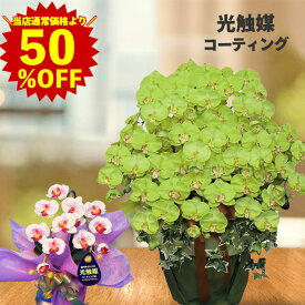 【スーパーSALE 半額】 造花 インテリア 大きい 母の日 ギフト 花 光触媒コーティング グリーン 胡蝶蘭 希少 送料無料 お祝い 期間 開店 プレゼント 大型 10本 ホテル 受付 オフィス ロビー 緑 はなやか 人とかぶらない 敬老の日