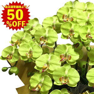 yX[p[SALE zz AMtg  ̓ a O[ IV CeA  ItBX  Fl zj Ӓ  JXj 7{ G} ~fB   J J@