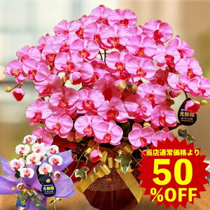 yX[p[SALE zzj ړ] z Mtg  ͂Ȃ G} av[g 60  j Ӓ  JX 7{  sN @  ؂₩ IV c  ΂