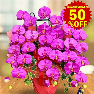 yX[p[SALE zzNj Ӓ ACr[ AW 傫 ze t ԉ  ɓ͂ JX   3{ T NjbN CeA ^ ͂Ȃ v~A 