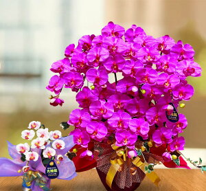 A  Ӓ J j  Mtg v[g JX 7{ G}  ~j a  bsO T ̉ 傫 ؎D  ͂Ȃ₩ В Be X^WI G  hV