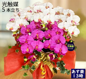 鉢植え 花 夏の人気商品 通販 価格比較 価格 Com