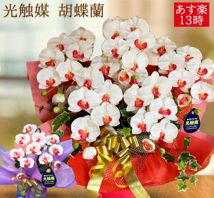 生花 ミニ胡蝶蘭の人気商品 通販 価格比較 価格 Com