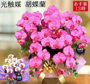 可愛い 胡蝶蘭 5本 造花 ギフト プレゼント 退職祝い 女性 おしゃれ フェイク 光触媒 沖縄県 ピンク 花 開店 ミディ 移転 サロン 受付 事務所 ディスプレイ 小道具 木札 ココキャンフラワー 敬