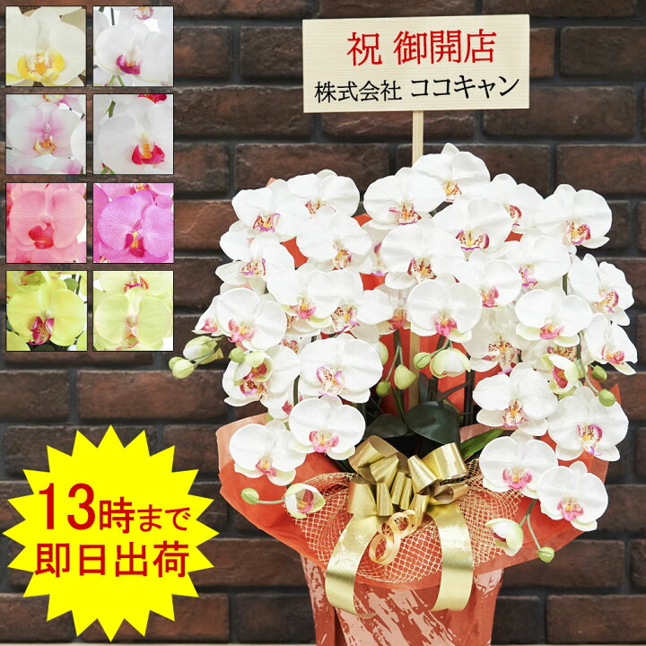 楽天市場 開店祝い 光触媒 胡蝶蘭 お祝い ギフト プレゼント 造花 開業 開院 花 鉢植え 5本 父の日 大輪 光触媒 白 移転 就任 昇進 退職 古希 喜寿 長寿 北海道 九州 誕生日 法人 会社 事務所開き 床の間 飾り お供え 楽天市場 開店祝い 光触媒 胡蝶蘭 お祝い ギフト プレゼント 造花 開業 開院 花 鉢植え 5本 父の日 大輪 光触媒 白 移転 就任 昇進 退職 古希 喜寿 長寿 北海道 九州 誕生日 法人 会社 事務所開き 床の間 飾り お供え