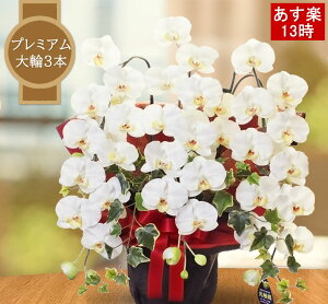 胡蝶蘭 3本立 大輪 開店祝い ギフト お祝い 鉢植え 花 ギフト 昇進祝い プレゼント 造花 開業 光触媒 ホワイト 移転 病院 開院 大きい 古希 米寿 法人 鉢 誕生日 九州 沖縄 大きい お供え ペッ