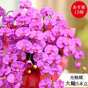 Ӓzouka j ij Mtg   5{  C JXj G} a J@ J v[g B kC ͂Ȃ₩ R`E v~A  { PA Ε Aȕ hV