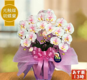 お祝い 花 鉢植えの人気商品 通販 価格比較 価格 Com お祝い 花 鉢植えの人気商品 通販 価格比較 価格 Com