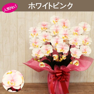 光触媒 胡蝶蘭 開店祝い 花 3本立ち 大輪 開業 ギフト お祝い 造花 移転 就任 昇進 退職 誕生日 ホテル ペット 介護 お供え 仏花 法要 鉢植え 木札 ケアホーム 事務所開き 引越し祝い 母の日 長