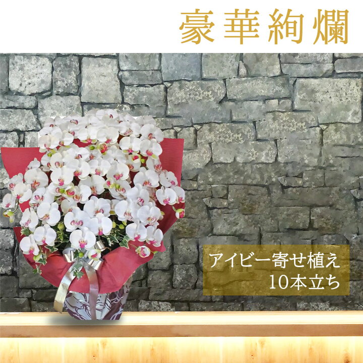 楽天市場 光触媒 造花 大きい 胡蝶蘭 お祝い 鉢 開店祝い 高級 光触媒 10本 白 開業 開院 ギフト 喜寿 古希 白寿 楽屋 芸能人 塾 開校 誕生日 木札 鉢花 空気 キレイ 贈答用 役場 弁護士 移転 引越し 新社屋落成
