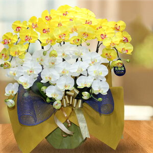 Cxg tFCNt[ j G}R[eBO C Ӓ  j ̊  CeA a@  v[g Mtg F T 7{ ~bNX CG[ zC