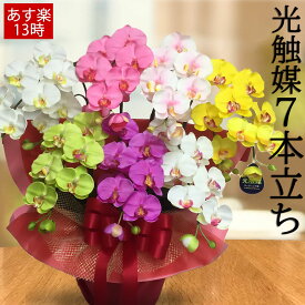 【今だけ★ポイント3倍】 鉢植え 花 ギフト 母の日 春 早割 虹色 造花 大きい アレンジ 胡蝶蘭 開店祝い 鉢 カラフル ギフト プレゼント グッズ 背景 パーティ 飾り 虹 フラワー 7本立 誕生日 移転 就任 開業 1周年 お祝い 和モダン 傘寿 還暦 古希 喜寿 100歳 白寿 敬老の日