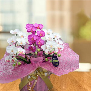  av[g e 60 Ӓ  Ӓ Mtg ~bNX ~j 3{ C  c  j ĎD bZ[WJ[h 蕨  ͂Ȃ a җ  P S   R