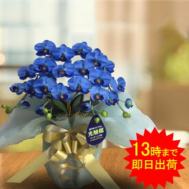 楽天市場 青い胡蝶蘭の通販