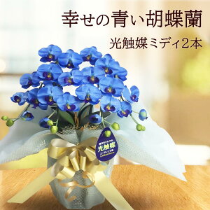 胡蝶蘭 青の人気商品 通販 価格比較 価格 Com