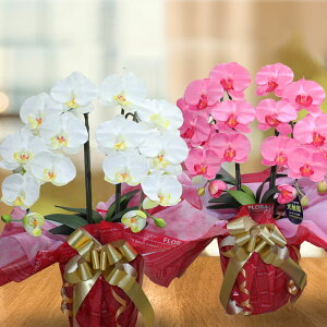 hV̓ v[g  j   Ӓ  A B 2{  y j JX җ J@ J ړ] AC h] i ސE  蕨 t[Mtg 呍  G