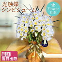 【スーパーSALE 半額】シンビジウム 鉢 ラン お供え 花 光触媒 ミニ ギフト ミディ 3本立 ホワイト イエロー 造花 ギフト 開店祝い 不動産 シンビジューム シンピジューム シンピジウム 木札 敬老の日 母の日 洋ラン 洋蘭 お歳暮 冬ギフト