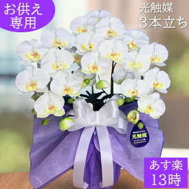 【彼岸・新盆・法事に】お悔やみに贈る胡蝶蘭のおすすめは？(予算5千円～1万円)