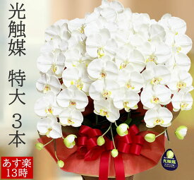楽天市場 事務所 開設 お祝いの通販