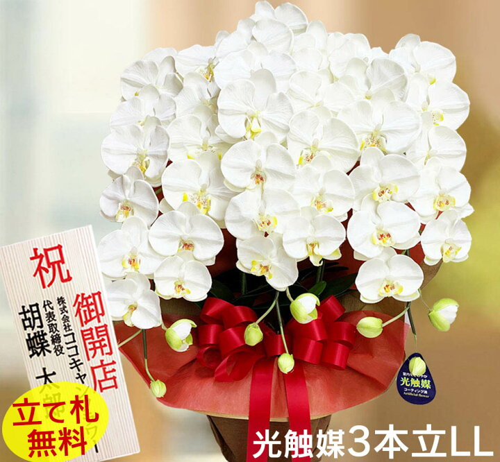 楽天市場 胡蝶蘭 お祝い 光触媒 大輪 3本立ち 開店 大型 造花 事務所 特大 ホワイト Ll 豪華 白 大きい 介護施設 開業 開設 ギフト 母の日 プレゼント 内覧会 クリニック 開院 お供え 傘寿 喜寿 ジム 80才 90才 当選祝い 選挙 楽天市場 胡蝶蘭 お祝い 光触媒 大輪 3本立ち 開店 大型 造花 事務所 特大 ホワイト Ll 豪華 白 大きい 介護施設 開業 開設 ギフト 母の日 プレゼント 内覧会 クリニック 開院 お供え 傘寿 喜寿 ジム 80才 90才 当選祝い 選挙