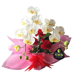  J[l[V  ̓ v[g Mtg ~fBӒ  AWg v[g  Ӓ j 蕨 ~j  G} sN a Ê  S җ P j 100