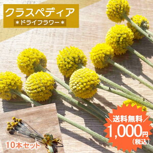 yX[p[SALE zhCt[ ԍ NXyfBA O{[T i` AWg ԑ [X  f ޗ p[c DIY F CG[  |Cg lR|X 