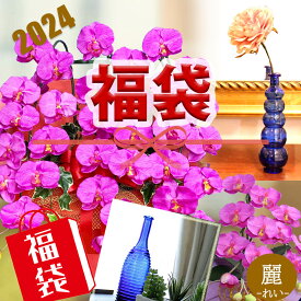 福袋 2024 【麗】プレミアム胡蝶蘭 L 造花 ワイン アイビー 白 紫 和風 アレンジ ギフト 大きい 花 光触媒 ミディ パープル お祝い お楽しみ 正月 新春 お祝い インテリア オフィス 誕生日 プレゼント メッセージカード ラッピング 陶器 一輪挿し 青 ブルー 花器 瓶