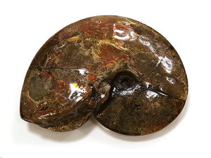 マダガスカル産 アンモナイト 化石 No.16【1点もの】