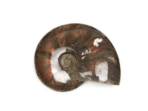 }_KXJY AiCg  No.12y1_́z R[Cg AiCg obt@[Xg[ JZeB A[|AN e Ammolite VR r[Y p[Xg[ p[c ANZ