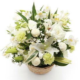 楽天市場 出産祝い カタログギフト 花 観葉植物 花 ガーデン Diy の通販